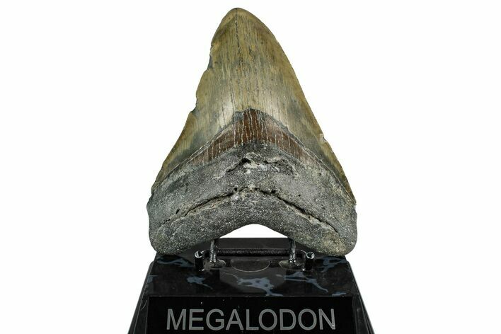 Serrated, Fossil Megalodon Tooth - North Carolina #355830